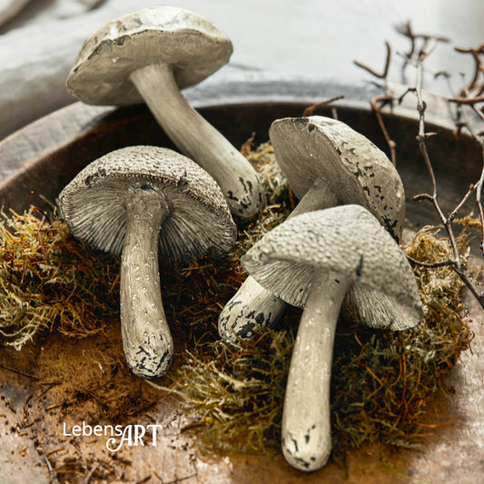 Pilze 4erSet Champignons creme